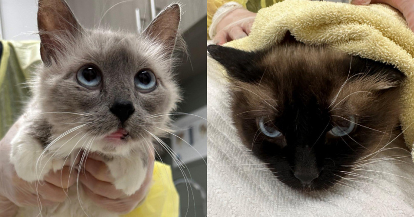 <who>Photo Credit: BC SPCA</who>Two of the adult cats.