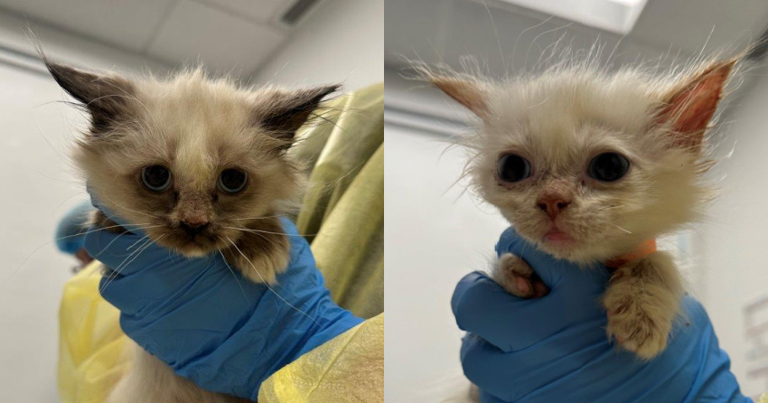 <who>Photo Credit: BC SPCA</who>Two of the kittens.