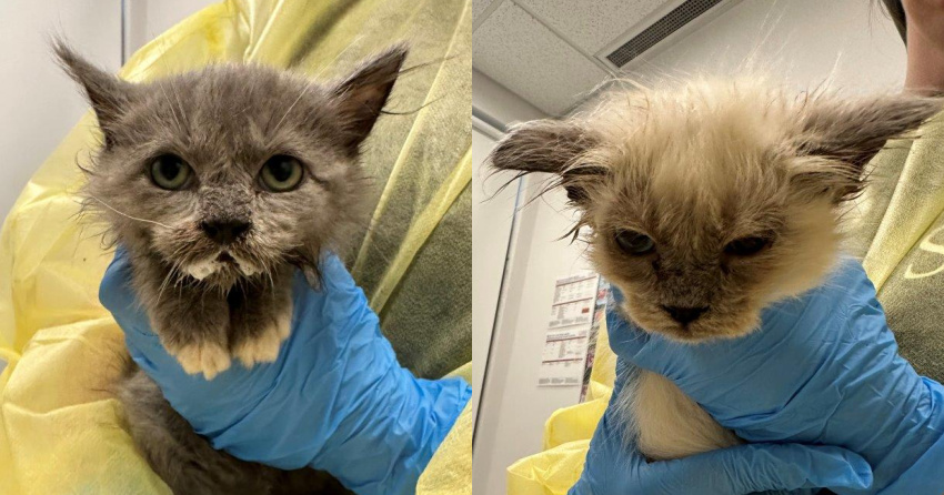 <who>Photo Credit: BC SPCA</who>Two of the kittens.
