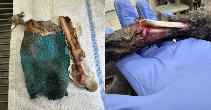 <who>Photo Credit: BC SPCA</who>The decaying cast that was removed from the cat and the catastrophic injury it revealed beneath.