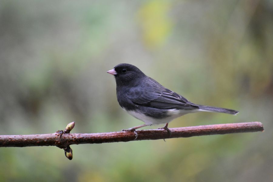 <who>Photo credit: Claude Laprise on Unsplash</who>Dark-eyed juncos are also plentiful.