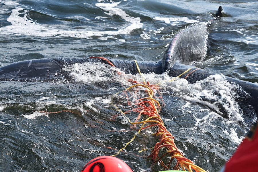 <who> Photo credit: LJI </who> DFO marine mammal rescue team works to release a juvenile humpback entangled in ghost gear in 2019.