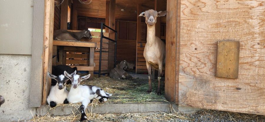 <who>Photo Credit: Critteraid/Facebook