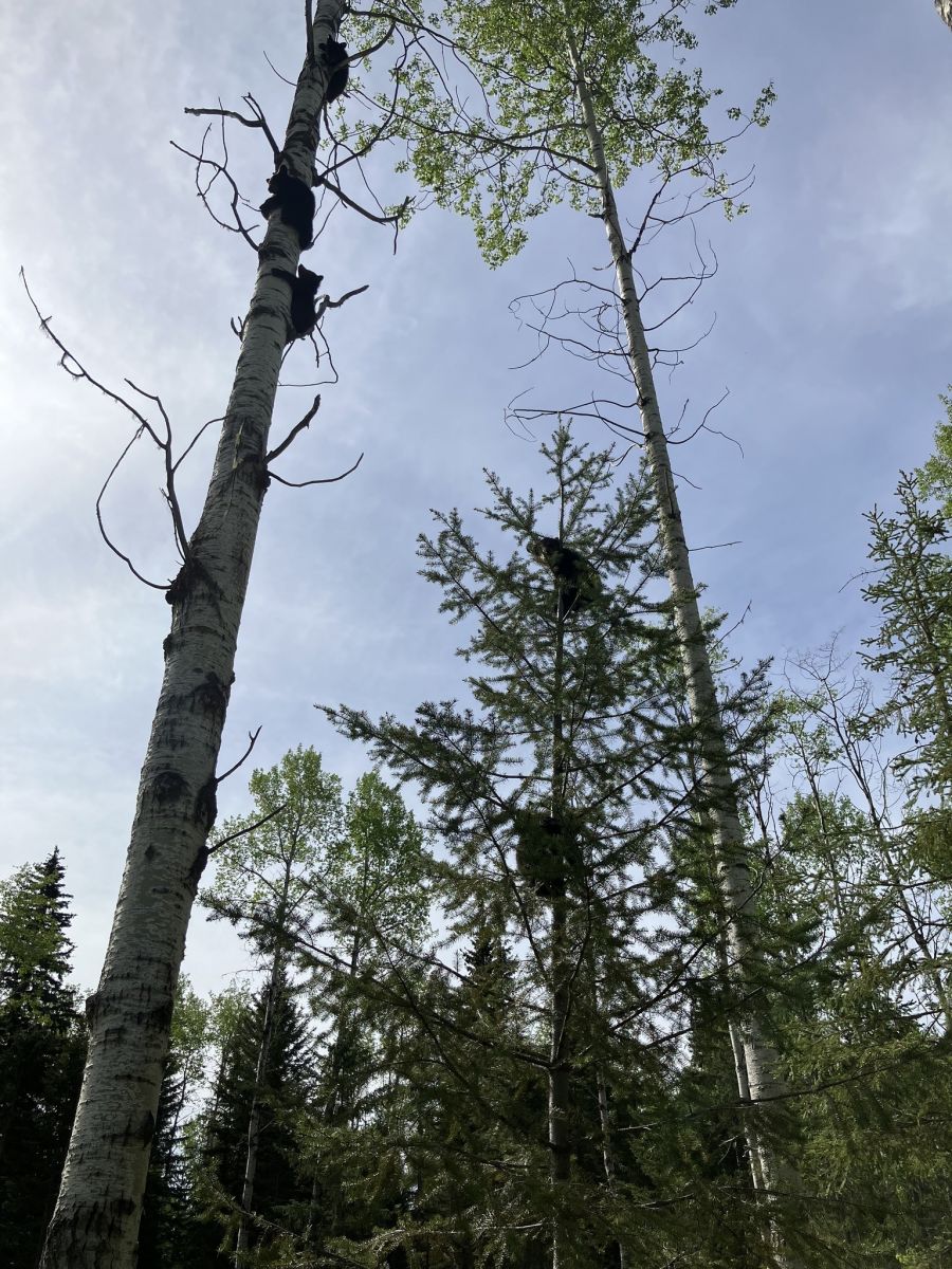 <who>Photo Credit: BC Conservation Officer Service</who>The five orphaned cubs climbing a pair of trees.