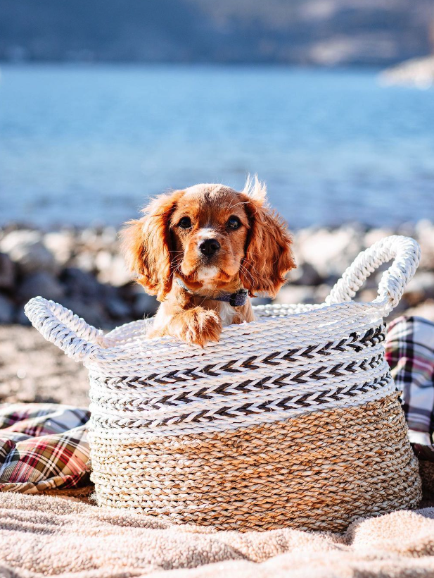 </who> From TeddiBeartheCav's Insta.