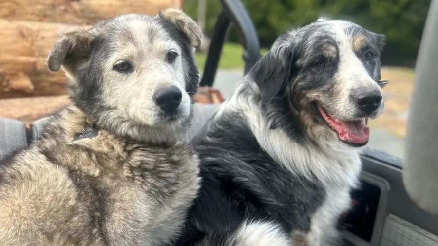 <who>Photo Credit: GoFundMe</who>Gabe Nelson and Kaylee Peaker's dogs were shot in the chest over the weekend. Silo (L) did not survive, while Rip is fighting for his life at an emergency veterinarian hospital.