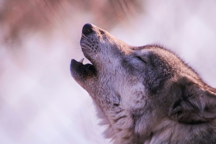 <who>Photo credit: Ethan Currier on Unsplash</who>In fact, wolves howl in January the same as they would any other time of the year to communicate with and locate pack members, mark territory and set up hunts.