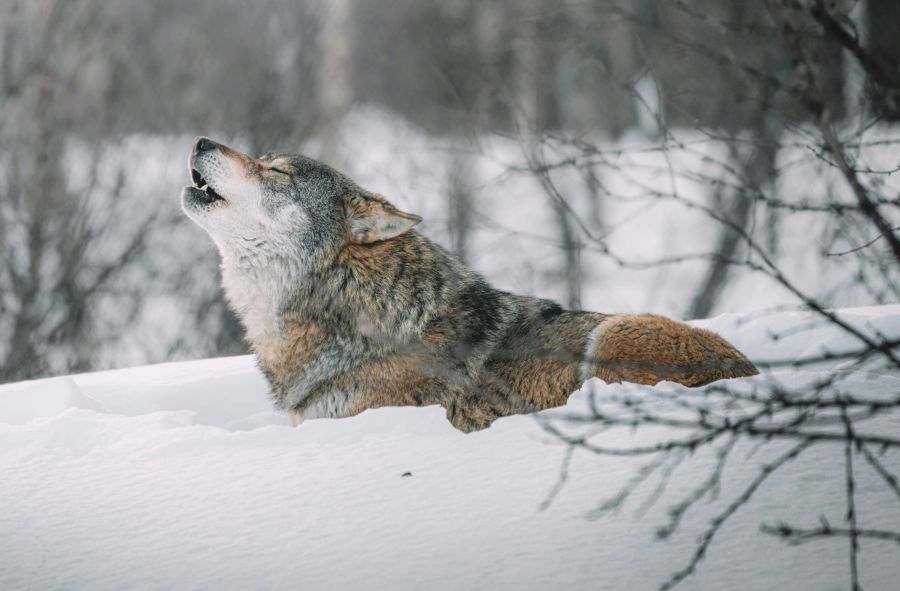 <who>Photo credit: Frederico Di Dio on Unsplash</who>The wolf moon in January got its name because Indigenous peoples and medieval Europeans thought the canines howled more in the winter because they were hungry. 