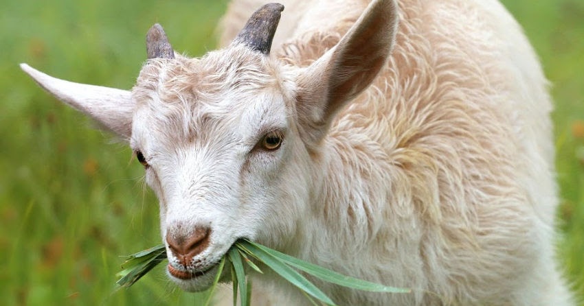 <who> Photo credit: 123RF </who> A stock image showing a goat.