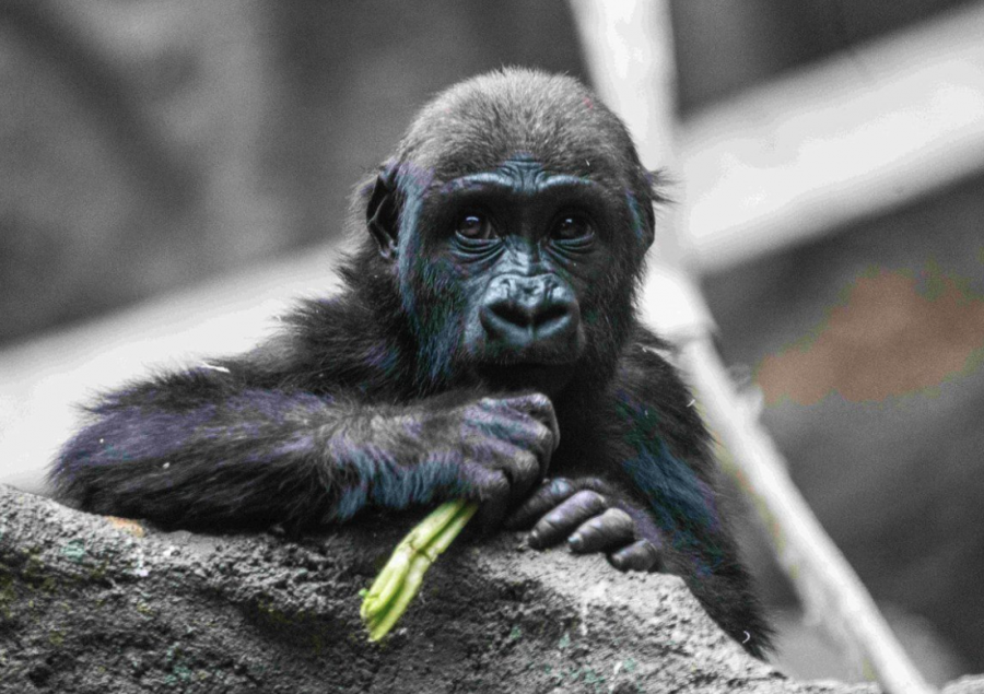 <who> Photo credit: Canadian Press </who> Calgary Zoo officials are mourning the loss of a two-year-old lowland gorilla named Eyare, who died in an accident.