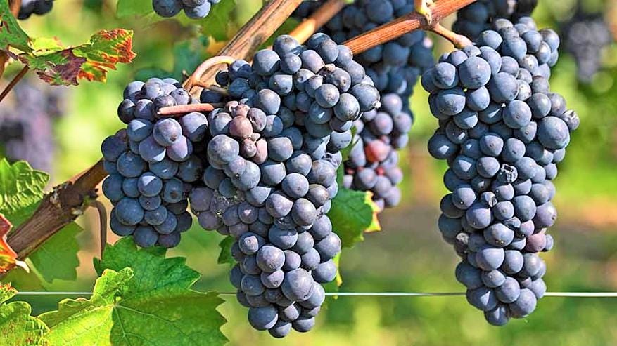 <who>Photo credit: Steve MacNaull/NowMedia Group</who>Cabernet Sauvignon grapes in 2021 at a Nk'Mip Winery vineyard in Osoyoos.