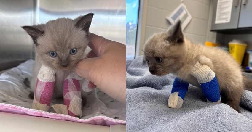 <who>Photo Credit: BC SPCA</who>Guppy with his splints