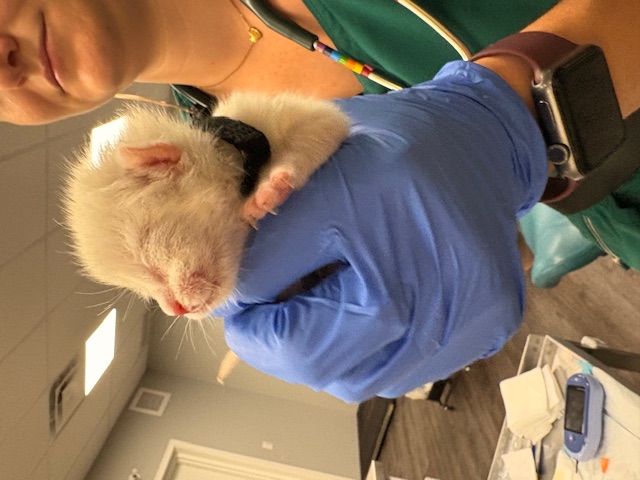 <who>Photo Credit: BC SPCA</who>One of the kittens in the hands of a veterinarian.