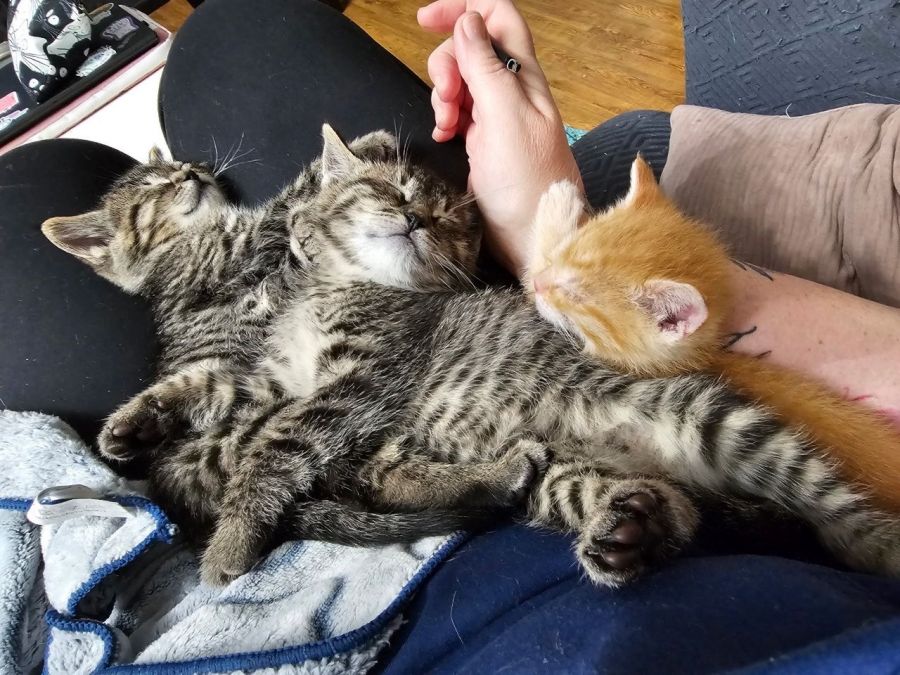 <who>Photo Credit: BC SPCA