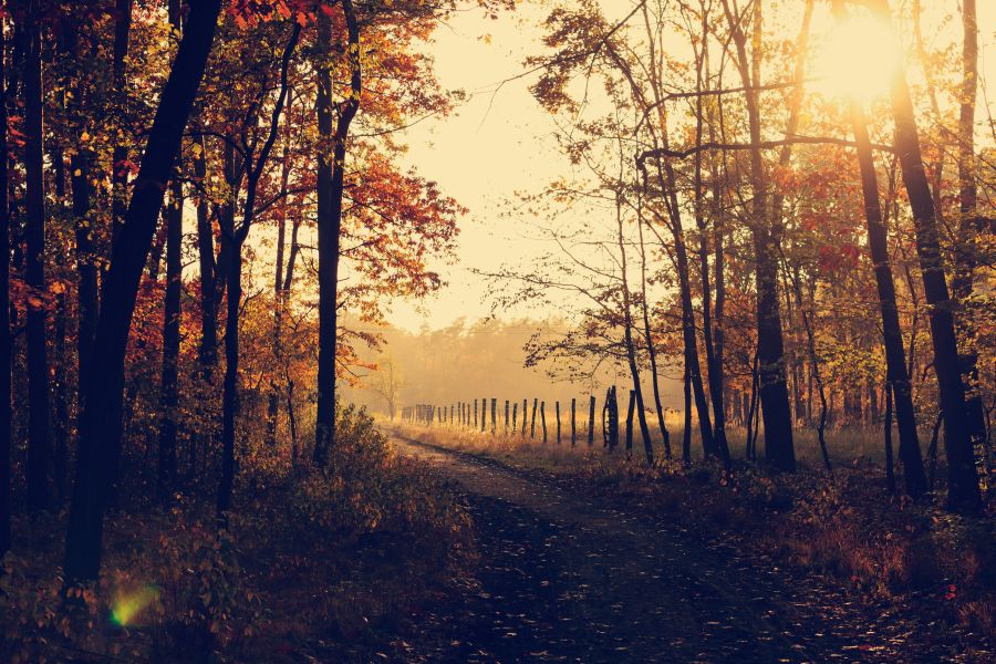 <who>Photo credit: Lukasz Szmigiel on Unsplash</who> Fall is some peoples' favourite season for its cooler weather, mellow light, changing leaves and calm beauty.