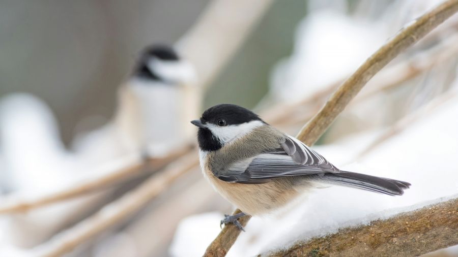 <who>Photo credit: Peter Lewis on Unsplash</who>How about a cute, little chickadee?