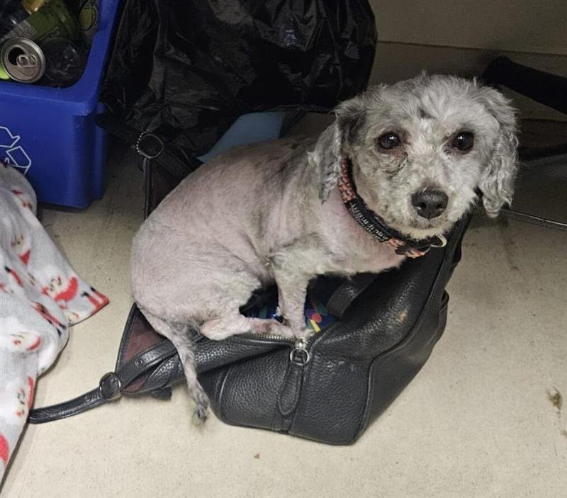 <who>Photo Credit: BC SPCA