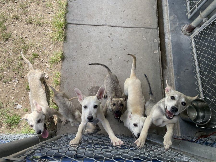 <who>Photo Credit: BC SPCA