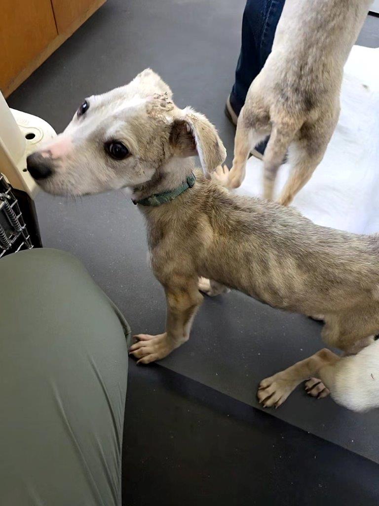 <who>Photo Credit: BC SPCA
