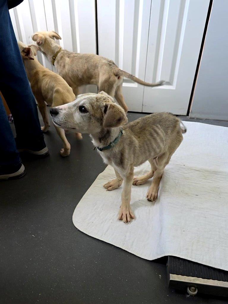 <who>Photo Credit: BC SPCA<who>Checkers