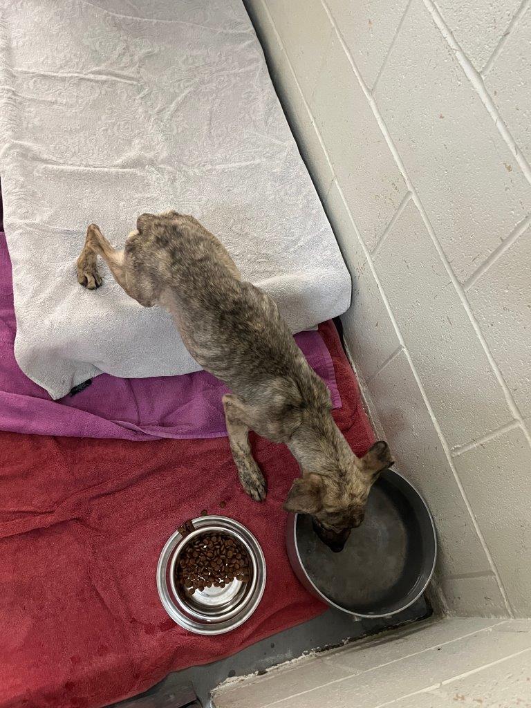 <who>Photo Credit: BC SPCA