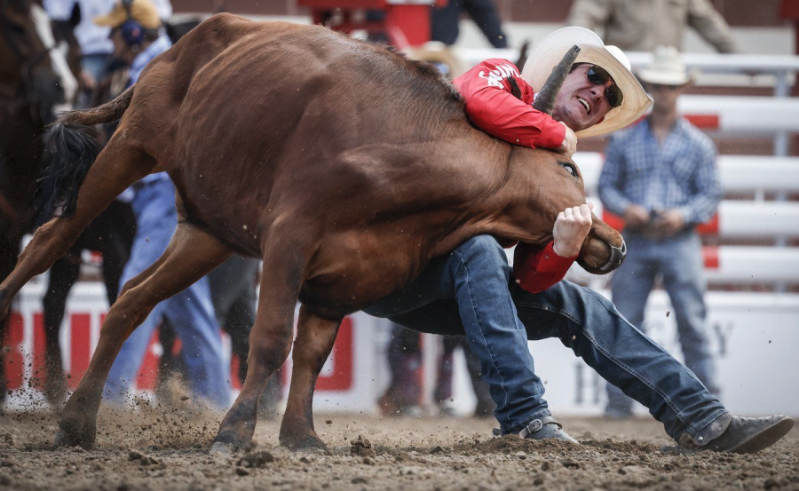 <who> Photo credit: Canadian Press </who> Justin Shaffer, of Hico, Texas, wrestles a steer during rodeo action at the Calgary Stampede in Calgary, Saturday, July 6, 2024.