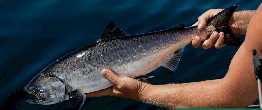 </who>Go salmon fishing from Comox.