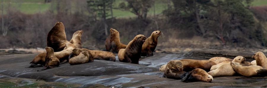 </who>See sea lions in Comox.