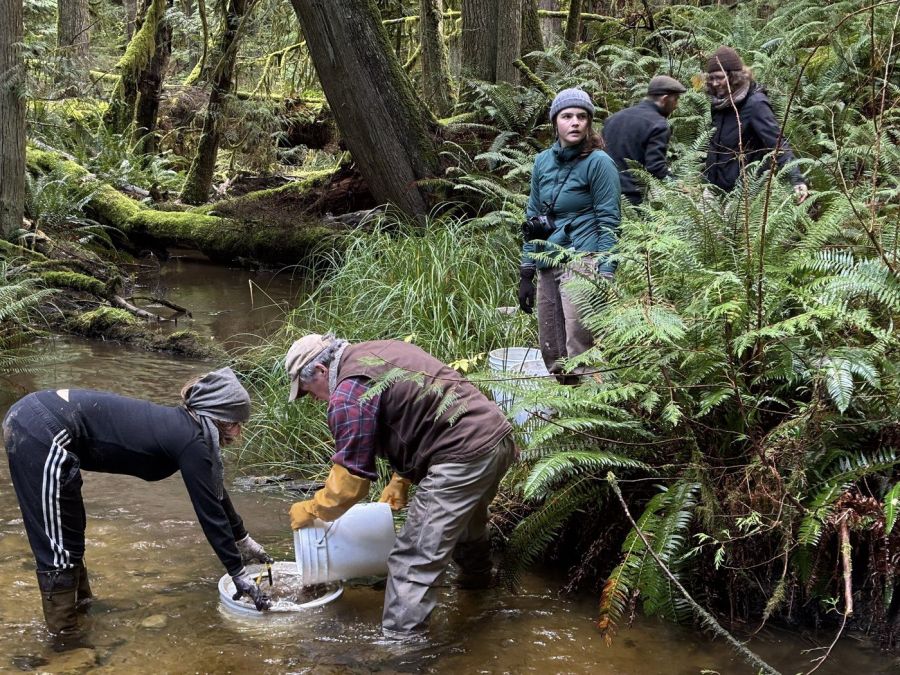 <who>Photo Credit: Christine Robinson</who>Streamkeepers use spawning gravel to create redds for chum salmon.