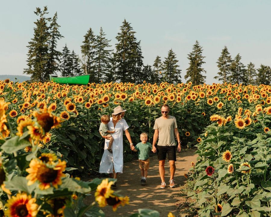 <who>Photo Credit: Bloom Sunflower Festival