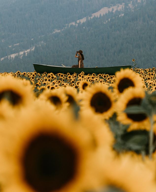 <who>Photo Credit: Bloom Sunflower Festival