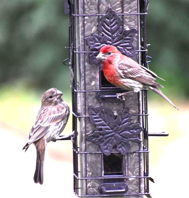 <who>Photo credit: Buckerfield's</who>Feeding the birds is simple -- put out a feeder, fill it with seeds and they will come.