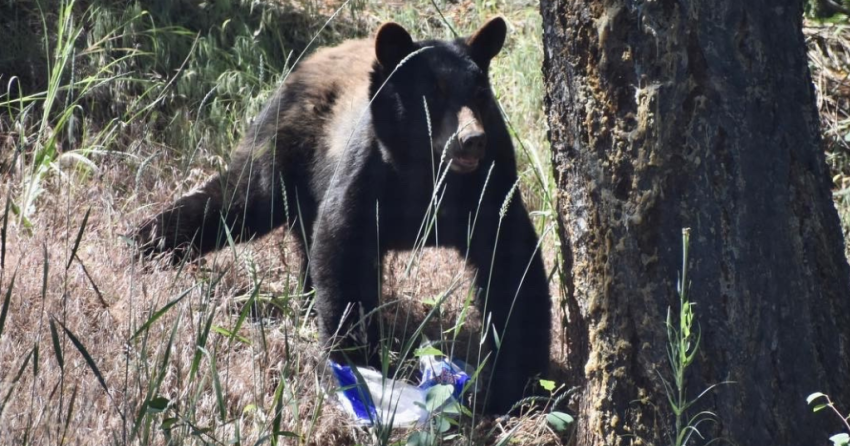 <who> Photo Credit: Regional District of Central Okanagan