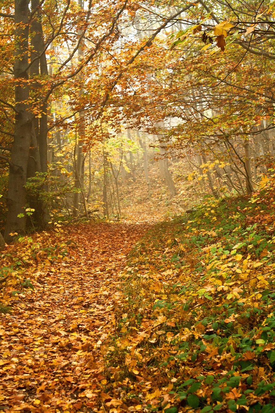 <who>Photo credits: Vaness and Justin Cron</who>The leaves are changing colours.