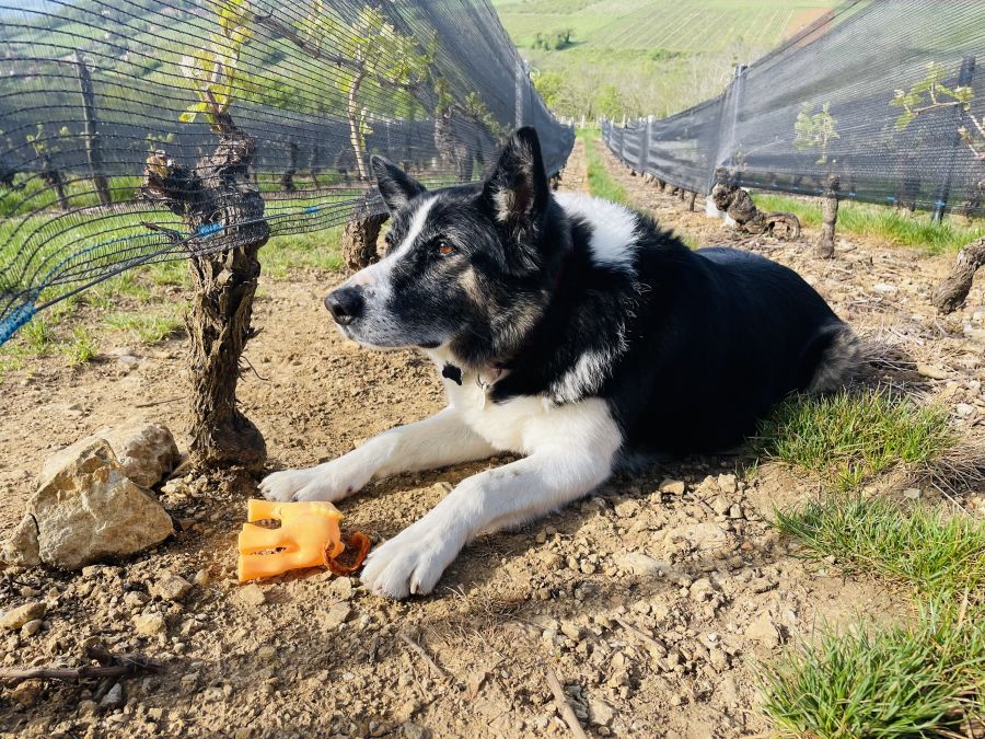 </who>Mascot, the winery dog at Domaine de Fond-Vieille in Beaujolais.