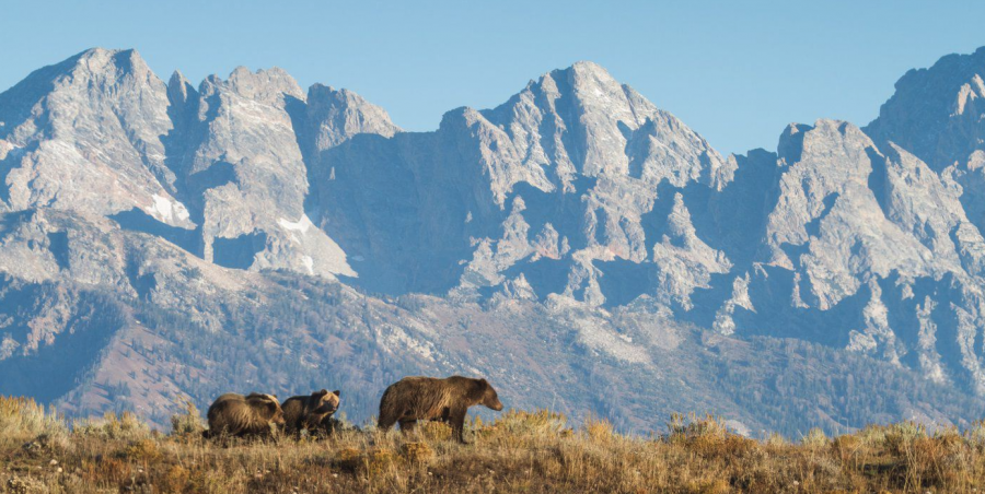 <who> Photo credit: Tess McEnroe / Yellowstone to Yukon Conservation Initiative </who> A new study warns that the proposed Zincton resort in British Columbia’s Central Selkirks could fragment a critical wildlife corridor for grizzlies, wolverines and other species.