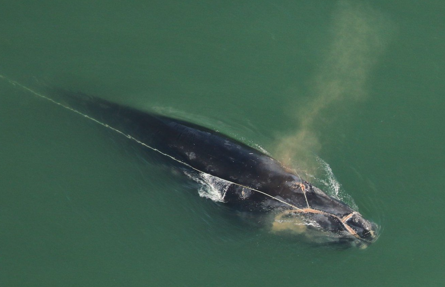 <who> Photo credit: Photo by Florida Fish and Wildlife Conservation Commission, taken under NOAA permit #24359 </who> Endangered North Atlantic right whale "Division" was seen badly entangled in ghost gear on the Georgia coast in early December.