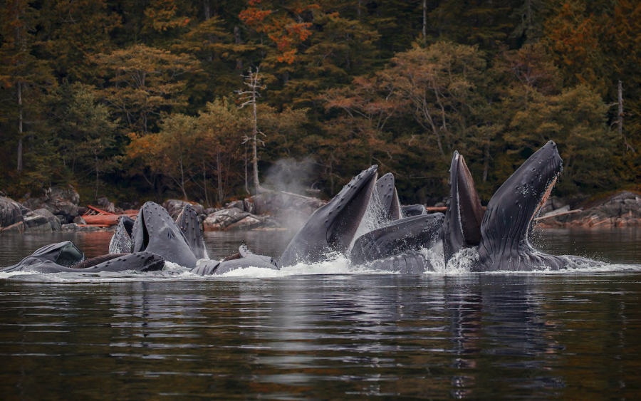 <who> Photo credit: BC Whales/LJI </who> Humpbacks on BC's northwest coast are using social bonds to teach each other bubble-net feeding, a new foraging tactic that may help the whales recovery.