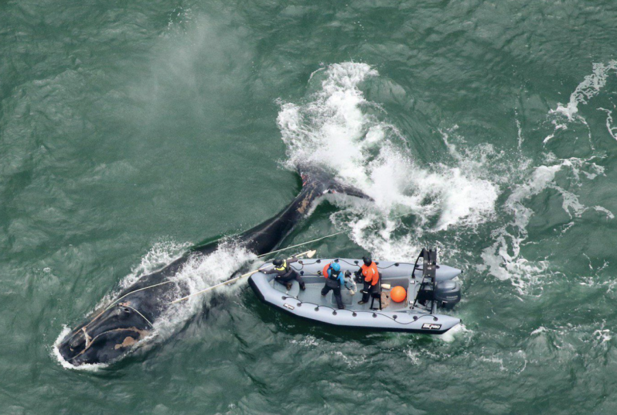 <who> Photo credit: Clearwater Marine Aquarium Research Institute, NOAA permit #24359 </who> A US rescue team attempted to free Division — a juvenile endangered right whale entangled in early December — but were only able to remove of some of the fishing gear. The four-year-old male was spotted and confirmed dead late last week. 