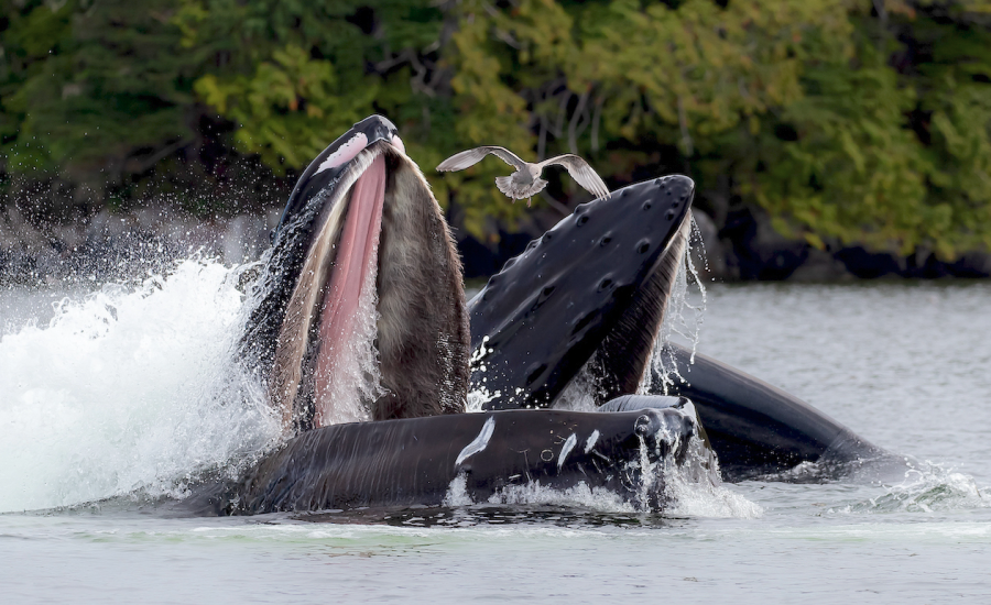 <who> Photo credit: BC Whales/LJI