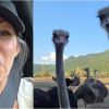 Owner of BC ostrich farm blames CFIA after bird dies 'probably in extreme pain'