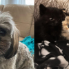 Okanagan Shih Tzu and her owner credited for saving abandoned 3-week-old kittens
