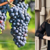 Okanagan wineries can again buy grapes and juice from outside BC this year