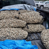 BC man fined $5K for illegally harvesting 1,750 pounds of clams