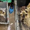 BC SPCA scrambles to care for 32 cats abandoned in plastic bins