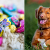 Don't let your dog get into any Easter chocolate -- it's poison to them