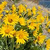 Hike amongst the bevy of blooms of the Okanagan sunflower