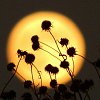 The full moon is here: Are you feeling anxious, unsettled, tense, violent?