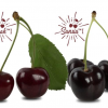Exciting and new Okanagan-developed cherries make their world debut
