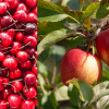 'It's a crisis': More Okanagan orchardists have water severely rationed and shut off